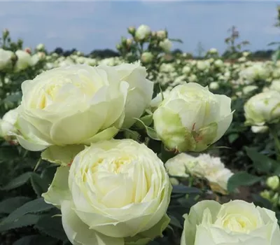 Edelrose 'Wedding Piano'®