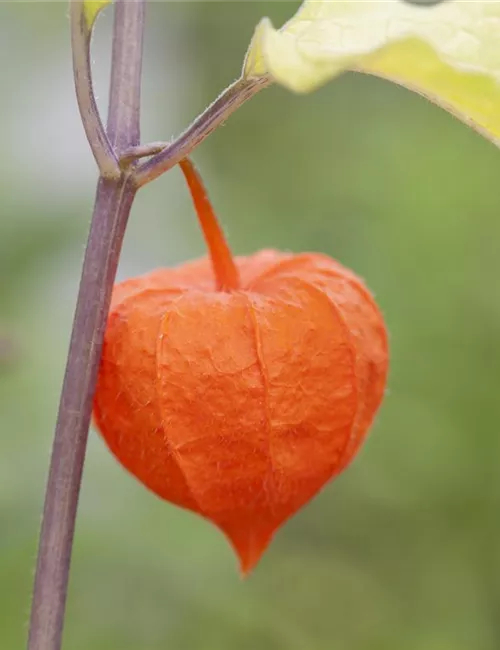 Exotische Früchte gedeihen auch im eigenen Garten