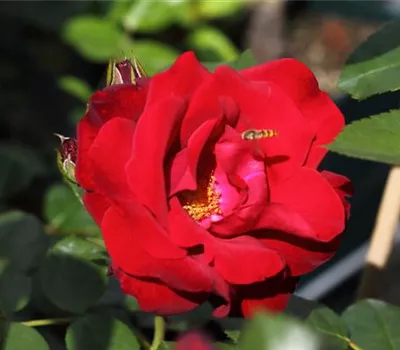 Kletterrose 'Santana'®