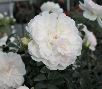 Bodendeckerrose 'Swany'® Bodendeckerrose 'Swany'®
