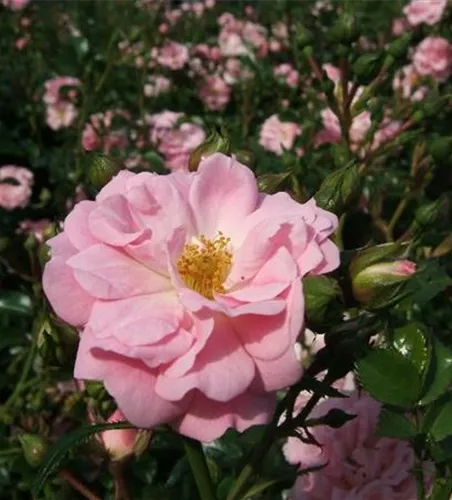 Bodendeckerrose 'Satina'® Bodendeckerrose 'Satina'®