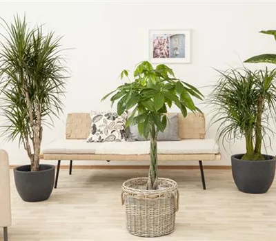 Die Glückskastanie – der asiatische Glücksbringer