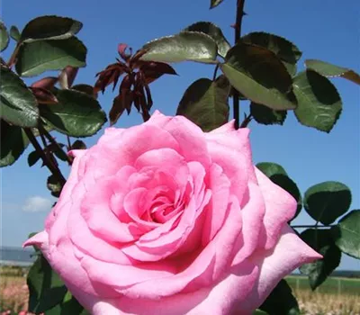 Edelrose 'Beverly'® Edelrose 'Beverly'®