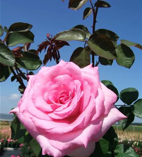 Edelrose 'Beverly'® Edelrose 'Beverly'®