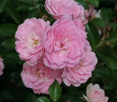 Bodendeckerrose 'The Fairy' Bodendeckerrose 'The Fairy'