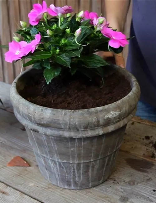 Edellieschen - Einpflanzen in ein Gefäß