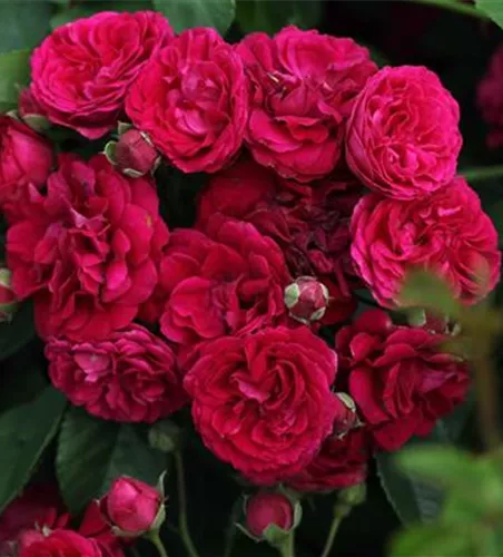 Kletterrose 'Chevy Chase' Kletterrose 'Chevy Chase'