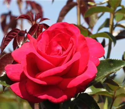 Edelrose 'Grande Classe'® Edelrose 'Grande Classe'®