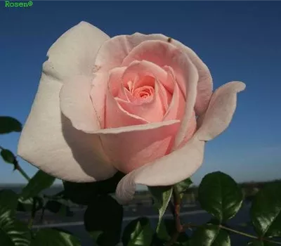 Edelrose 'Schloss Ippenburg'®