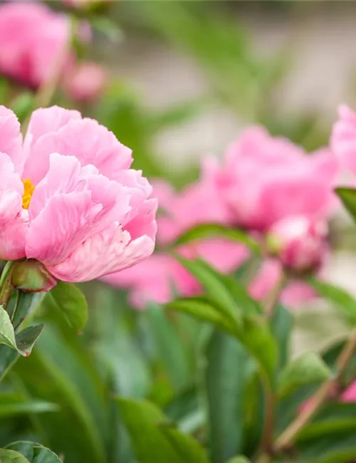 Ein Frühling voller Päonien