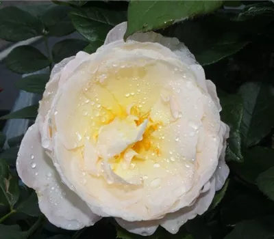 Kletterrose 'Uetersener Klosterrose'® Kletterrose 'Uetersener Klosterrose'®