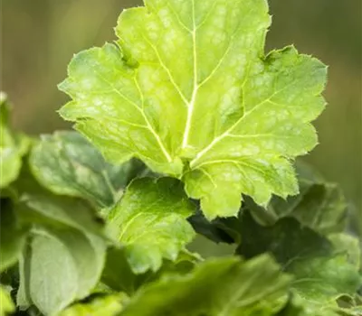 Garten-Purpurglöckchen 'Dale´s Strain' Garten-Purpurglöckchen 'Dale´s Strain'