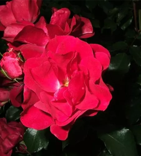 Beetrose 'Rotilia'®