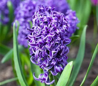 Hyazinthe 'Blue Pearl'