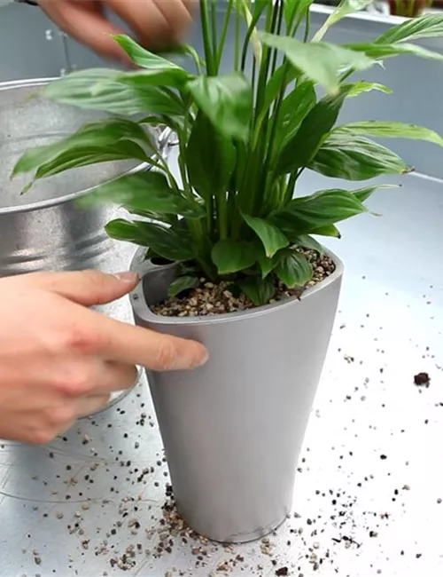 Einblatt - Einpflanzen in ein Gefäß