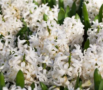 Hyazinthe 'White Pearl' - 5 Blumenzwiebeln