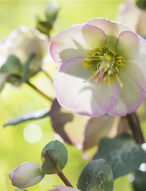 Fleur primeur - zarte Frühlingsgrüße aus dem Blumengarten