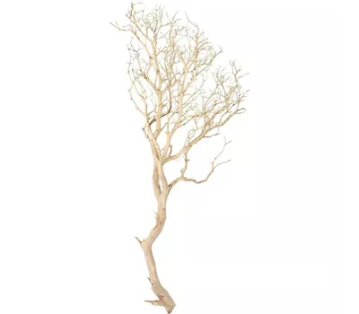 fleur ami Manzanita fleur ami Manzanita