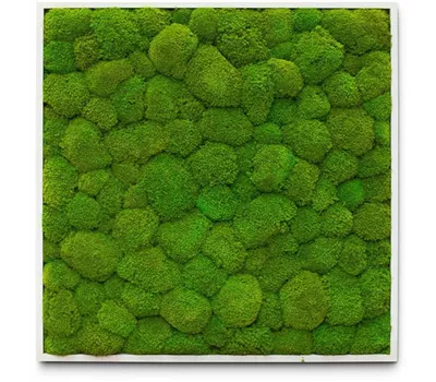 fleur ami PREMIUM Moos-Bild fleur ami PREMIUM Moos-Bild