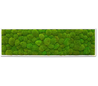 fleur ami PREMIUM Moos-Bild fleur ami PREMIUM Moos-Bild