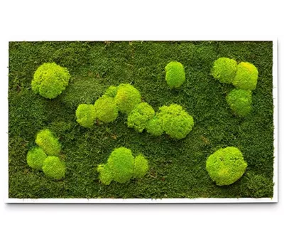 fleur ami PREMIUM Moos-Bild fleur ami PREMIUM Moos-Bild