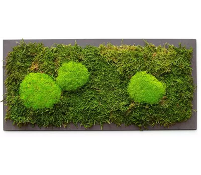 fleur ami PREMIUM Moos-Bild