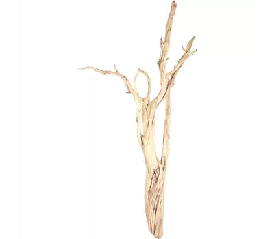 fleur ami Ghostwood fleur ami Ghostwood
