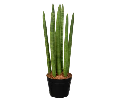 Bogenhanf 'Spaghetti'