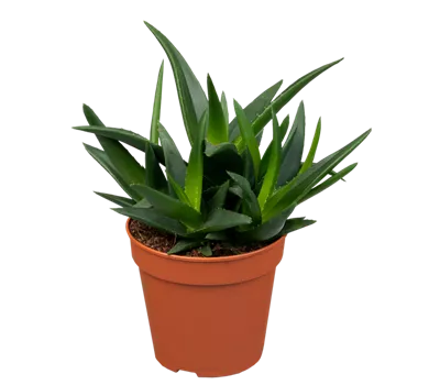 Haworthia  Haworthia