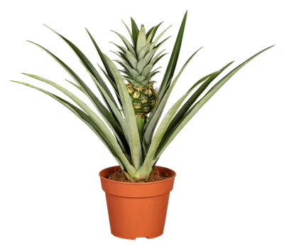Zierananas Zierananas