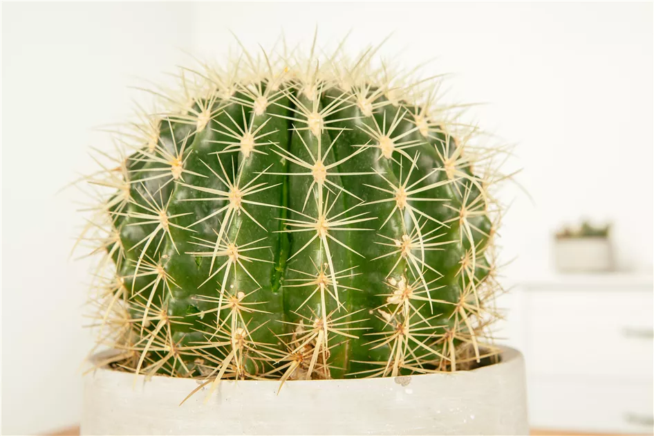 Kaktus 'Schwiegermuttersessel'