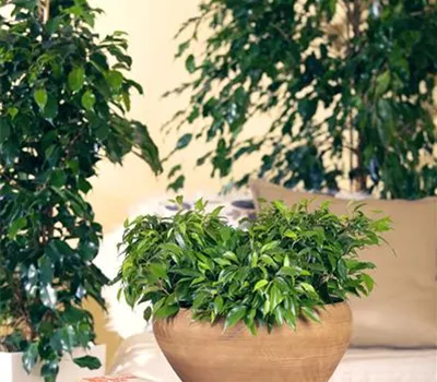 Birkenfeige 'Green Kinky'