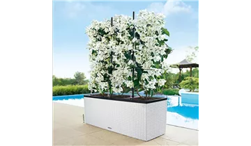 Komplettset mit Bewässerungssystem Komplettset mit Bewässerungssystem