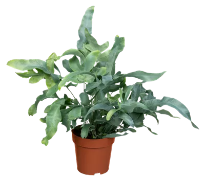 Blaufarn 'Blue Star'