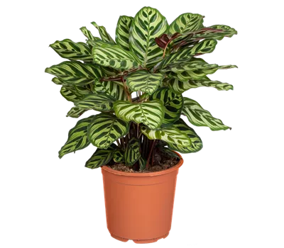 Pfauen-Korbmarante Pfauen-Korbmarante