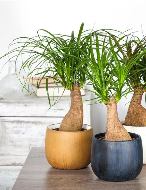 Fußpflege der botanischen Art: Elefantenfuß richtig pflegen