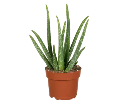 Aloe vera