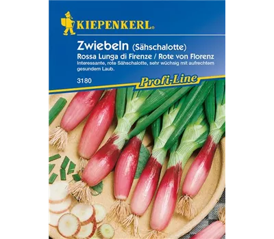Frühlingszwiebel 'Rossa lunga di Firenze' Frühlingszwiebel 'Rossa lunga di Firenze'