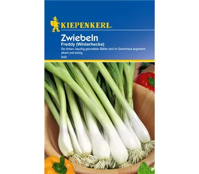 Winterzwiebel 'Freddy' Winterzwiebel 'Freddy'