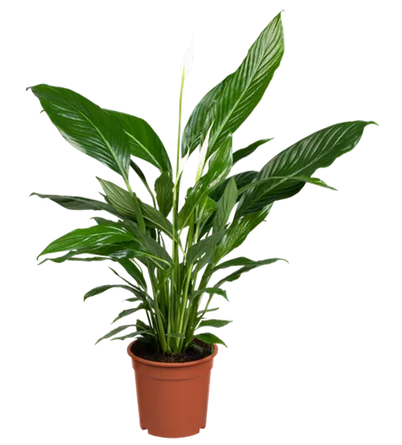 Einblatt 'Sweet Lauretta'