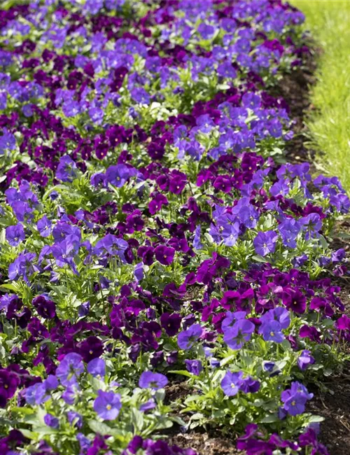 Klimazonen im Garten schaffen