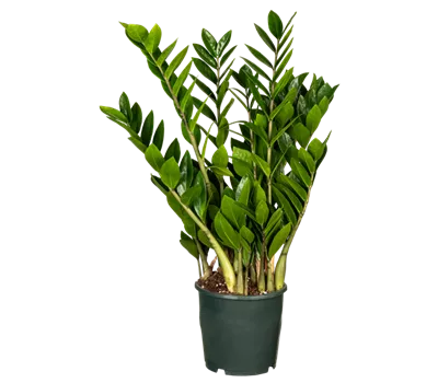 Glücksfeder Glücksfeder