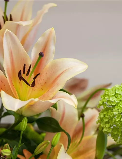 Lilien – Königinnen im Garten