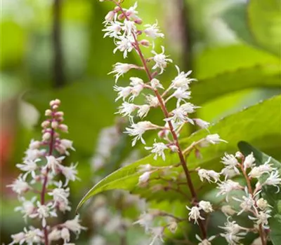 Helles Garten-Purpurglöckchen