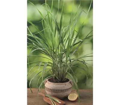 Zitronengras 'Tasty Lemon'