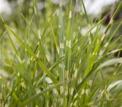 Garten-Chinaschilf 'Zebrinus'