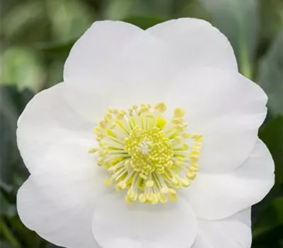 Christrose 'Wintersun'®