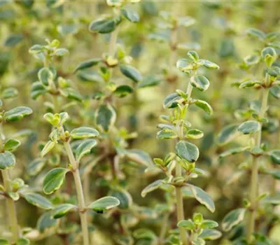 Zitronen-Thymian 'Mystic Lemon'