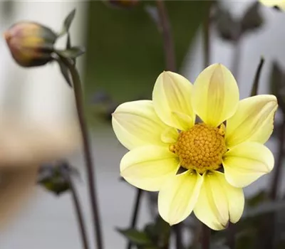 Einfach blühende Dahlie 'Happy Days Lemon'