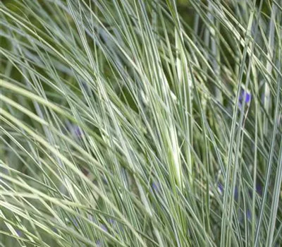 Garten-Chinaschilf 'Morning Light'